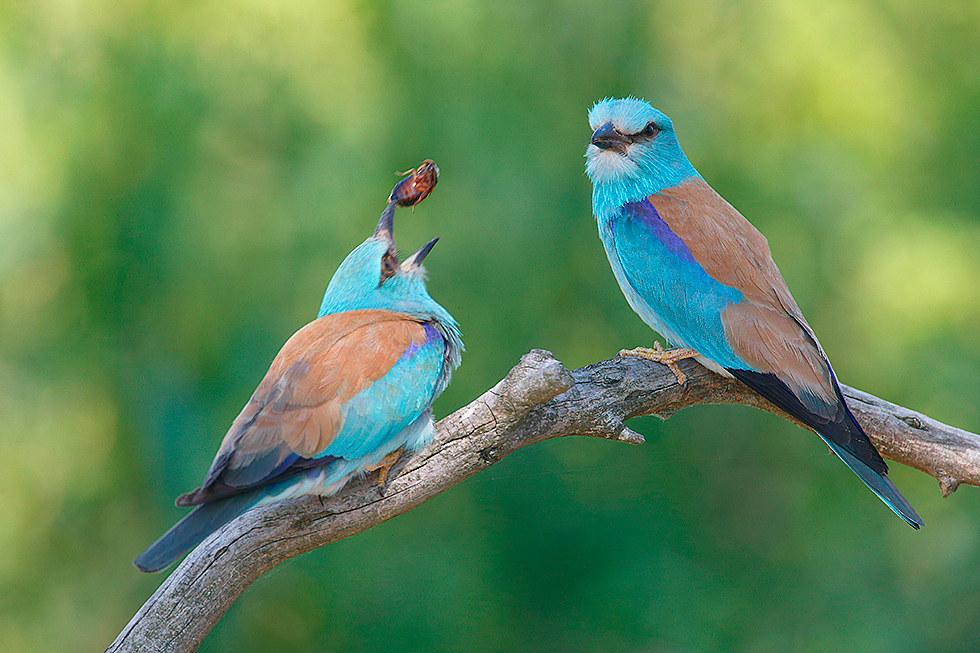 Una pareja de carracas en las cercanías del nido